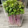 のんべぇヒロ's cooksnap of when they made かいわれ大根の一先ず保存はこれ！.