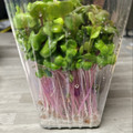 のんべぇヒロ's cooksnap of when they made かいわれ大根の一先ず保存はこれ！.