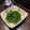 naopon☆'s cooksnap of when they made 菜の花の辛子和え.