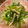 こうせい(=ﾟωﾟ)ﾉ's cooksnap of when they made 小松菜と大根とじゃこの和え物.