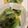 クック87XSXI☆'s cooksnap of when they made ✿お弁当にも 小松菜とじゃこ炒め✿.