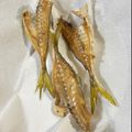 o0シホ0o's cooksnap of when they made エコ料理★アジの骨の唐揚げ【動画】.