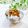 Satoco❋'s cooksnap of when they made みょうがぶっかけご飯.