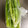 のんべぇヒロ's cooksnap of when they made 冷凍 白ネギの青い部分.