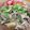 クックHBQ370☆'s cooksnap of when they made 豚こま/大根/しめじ/突き蒟蒻甘辛炒め煮.