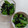 ほのりんママさん's cooksnap of when they made 超簡単！絹さやの海苔和え.