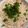 meise17's cooksnap of when they made 担々麺風冷しピリ辛ぶっかけ胡麻牛乳素麺.