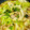 さんちゃん（╹◡╹）'s cooksnap of when they made ■ご飯に合う♪豚ばらキャベツのとろみ炒め.