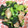 ささささ＆＊'s cooksnap of when they made 鶏ももと小松菜のオイスターソース炒め.