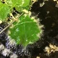 葉月優希's cooksnap of when they made 香りよし♪しその天麩羅.