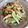 プルンバゴ's cooksnap of when they made チンゲン菜ときのこのオイスターソース.