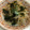 クックCGGGTJ☆'s cooksnap of when they made 5分で完成！もやしとわかめの中華サラダ.