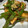 TeaChan214's cooksnap of when they made 厚揚げとピーマンの生姜おかか和え🥗.