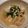 さよまさ's cooksnap of when they made 風邪を引いたら◉超簡単！鶏のじぶ煮.