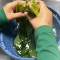★なみ☆'s cooksnap of when they made 綺麗無駄ない小松菜・法蓮草の洗い方切り方.