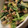 MULA's cooksnap of when they made ターサイで旨炒め.