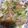 クック6DDPP8☆'s cooksnap of when they made チンゲン菜と白菜と豚バラ肉の味噌炒め.