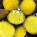 にゅーとらる's cooksnap of when they made 甘〜い♡極上ふかし芋の簡単な作り方♪.