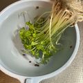 まこさんど's cooksnap of when they made ブロッコリースプラウトの洗い方と保存.