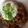 くむちん's cooksnap of when they made 我が家の温玉納豆丼.