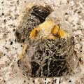 ちゃんしママ's cooksnap of when they made うちの人気ダントツおにぎりの具.
