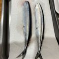 クックDUBJBJ☆'s cooksnap of when they made さんまの下処理（内臓　スル～～！！）.