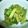 Lemon0790's cooksnap of when they made ➏菜の花❀胡麻和え➏.