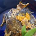 NEKOほっぺ's cooksnap of when they made 本田ガレイ(鮫鰈)の味噌煮☆魚の味噌煮.