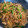 クックI0JCVI☆'s cooksnap of when they made 簡単！手作り焼きそばソース！.