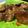 ごま３しお３'s cooksnap of when they made 鶏レバーのフォアグラ風.