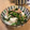 ねみねみ's cooksnap of when they made ほうれん草とツナのおひたし.