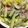 クック2H9MD0☆'s cooksnap of when they made レタスときゅうりの春雨サラダ.