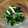 YCHキッチン's cooksnap of when they made いつかあなたと 法蓮草と蒲鉾のお浸し+α.