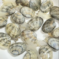 岡山県料理サークルちゃお〜's cooksnap of when they made これで完璧！あさりの砂抜き方法♪.