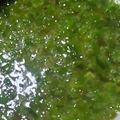 kinletryu's cooksnap of when they made めかぶの美味しい食べ方.