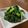 ∞ちぷ子∞'s cooksnap of when they made のらぼう菜のハニーマスタード和え♪.