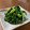 ∞ちぷ子∞'s cooksnap of when they made のらぼう菜のハニーマスタード和え♪.
