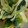 omoti210's cooksnap of when they made 小松菜の炒め物@倉敷市学校給食.