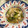 月✳Iris's cooksnap of when they made レタスと油揚げのおひたし.