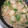とりけらとっぷす's cooksnap of when they made かぶの鶏そぼろあんかけ.