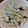 ばたみそーぱん☆'s cooksnap of when they made キャベツとツナのうま塩海苔サラダ.