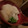 りょうかあさんだ's cooksnap of when they made 大根と結び白滝の塩煮.