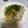 クックUGQPCE☆'s cooksnap of when they made 豚もも肉と野菜蒸し　香味ソースかけ.