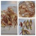 ほか弁ママ's cooksnap of when they made 茗荷の綺麗な切り方❀.