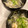 パッシーユ's cooksnap of when they made 海老のエスニック風春雨スープ.