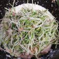 ♬あじさいのレシピ♬'s cooksnap of when they made 【塩分0.43】豆苗のツナマヨサラダ.