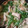 クック8YQSKM☆'s cooksnap of when they made 水菜としめじ☆白だしサッと煮.