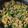 ＳＬＡＶＥ's cooksnap of when they made 簡単！豚キムチ炒め.