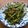 pali's cooksnap of when they made インゲンの炒め煮.