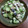 かわゆう1211's cooksnap of when they made 簡単☆シメサバときゅうりの酢の物.